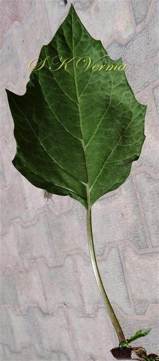  Leaf-Abaxial View
